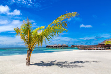 Palm tree in the Maldives