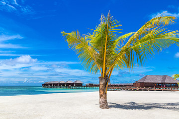 Obraz premium Palm tree in the Maldives