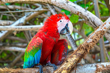 Macaw Parrots on the tree branch