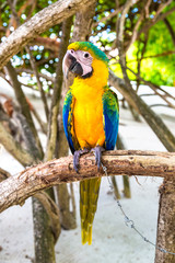 Macaw Parrots on the tree branch