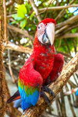 Macaw Parrots on the tree branch