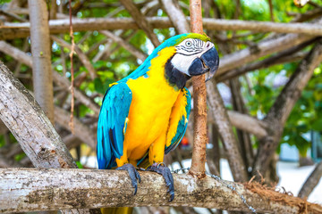Macaw Parrots on the tree branch