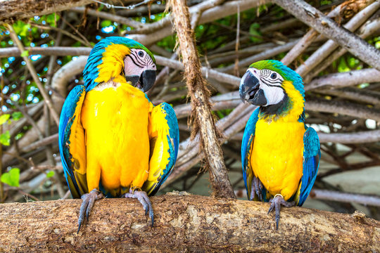Macaw Parrots on the tree branch