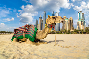 Camel in front of Dubai Marina