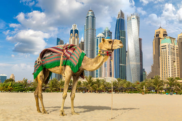 Camel in front of Dubai Marina