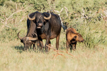 African Buffalo with calf