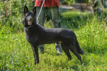 happy black dog g on grass background