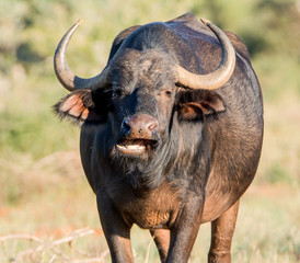 Fototapeta premium African Buffalo Portrait