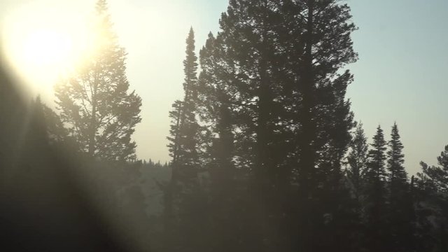 trees passing by while driving.