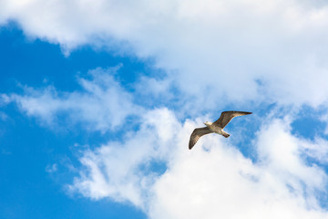 Big seagull in sky