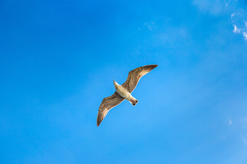 Big seagull in sky