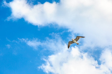 Big seagull in sky