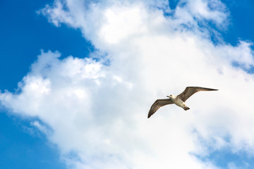 Big seagull in sky