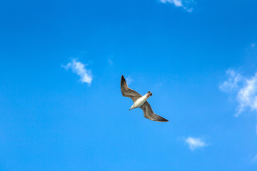 Big seagull in sky