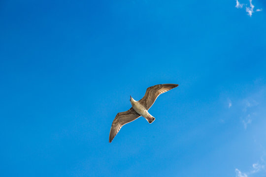 Big seagull in sky