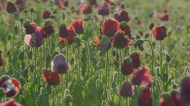 Poppy Flowers in Austria