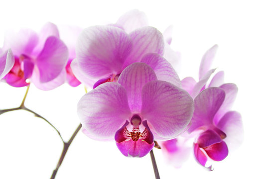 ピンクの胡蝶蘭