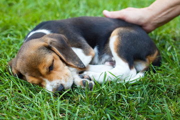 Cute beagle puppy sleeping