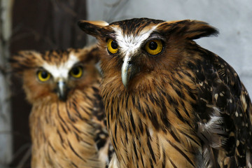 Two eagle owls in a tree watching for hunting	