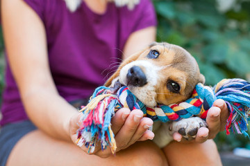 Cuddling with beagle puppy