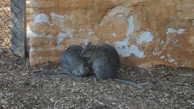 Rottnest Island Quoka