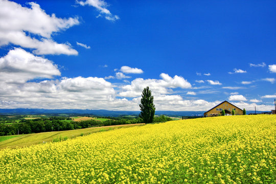 Beautiful hills and landscape of yellow mustard field (Nanohana) at the Patchwork Road‏ in Biei town, Hokkaido.