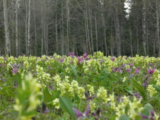 Fototapeta premium spring flowers