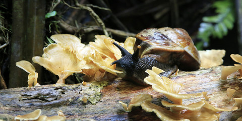 Snail eating mushroom