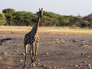 South African giraffe, Giraffa giraffa giraffa, near waterhole, Etosha National Park, Namibia