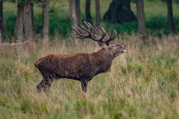Red Deer Stags (Cervus elaphus)