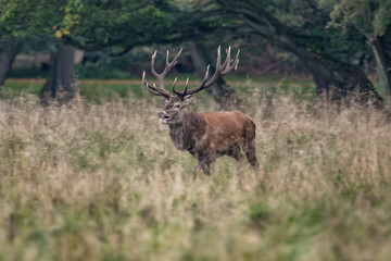 Red Deer Stags (Cervus elaphus)