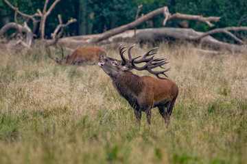 Red Deer Stags (Cervus elaphus)