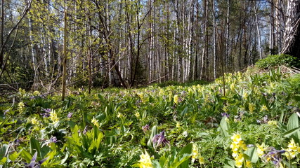 Spring wild flowers