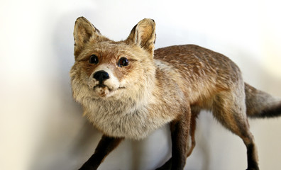 Stuffed Fox