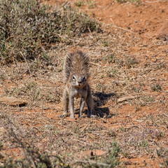 African Ground Squirrel