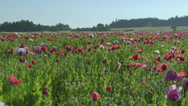 Poppy Flowers in Austria