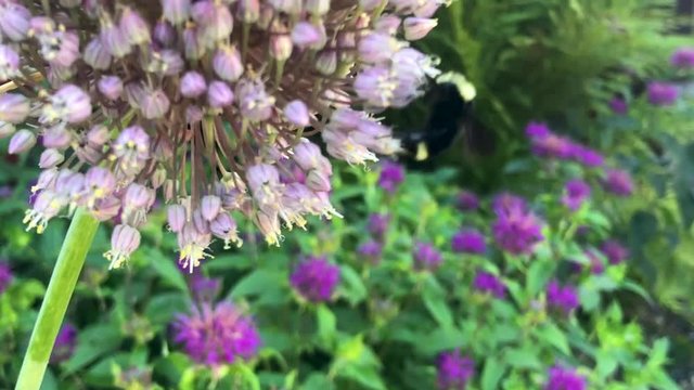 Bumblebee pollinating flowers.