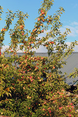 Fototapeta na wymiar Apple tree in the garden with lots of ripe apples