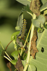 Monarch Butterfly (Danaus plexippus) caterpillar with early morning dew droplets on its body.