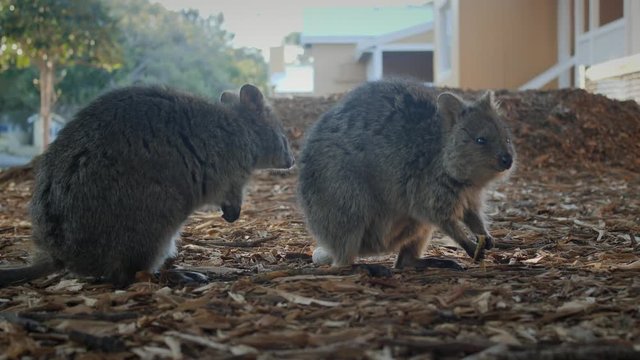 Rottnest Island Quoka
