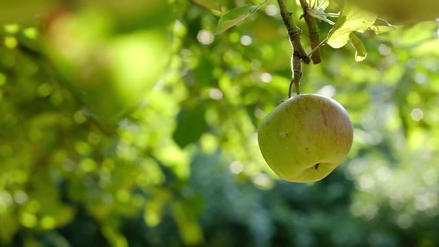 Close up of an apple swinging in slow motion in the wind. Green apple hanging in tree.