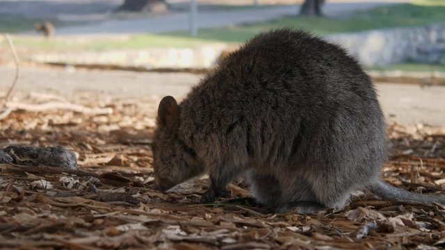 Rottnest Island Quoka