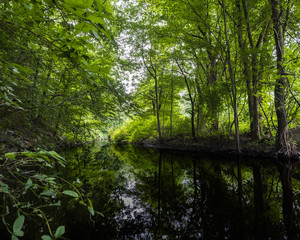 Quiet creek surrounded by green foliage in new england