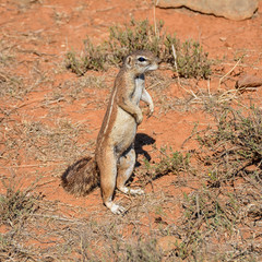 African Ground Squirrel © Cathy Withers-Clarke