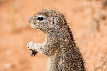 Naklejka na ściany i meble African Ground Squirrel