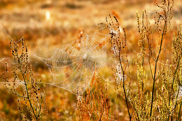 Dolina Górnej Narwi © podlaski49
