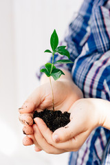 Hands holding small sprout of green plant