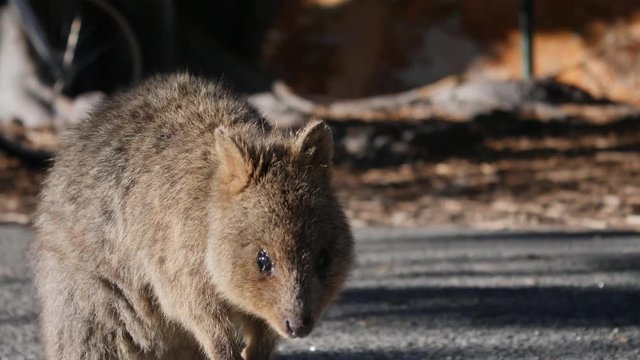 Rottnest Island Quoka