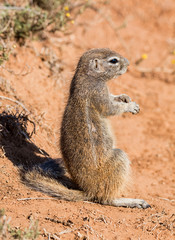 African Ground Squirrel © Cathy Withers-Clarke