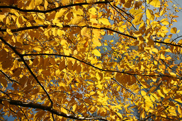 Trees in autumn in denmark